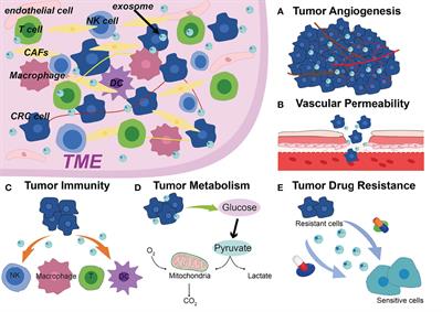 Exosome-Derived Non-Coding RNAs in the Tumor Microenvironment of Colorectal Cancer: Possible Functions, Mechanisms and Clinical Applications